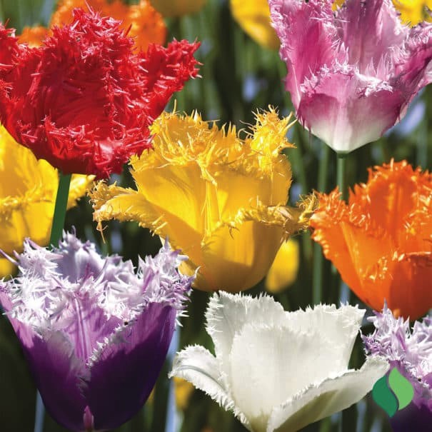Five Bulbs 12+ cm Tulipa Frizzle Mix Tulip