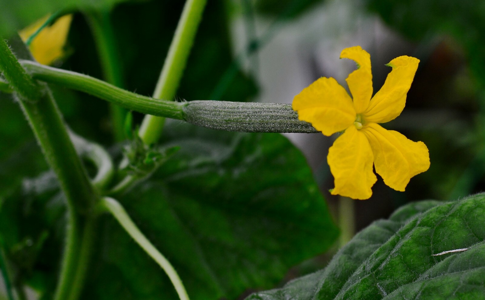 Heirloom Vegetable Seeds – ‘Sikkim’ -Rusty Cucumber-20 Seeds -Cucumis sativus