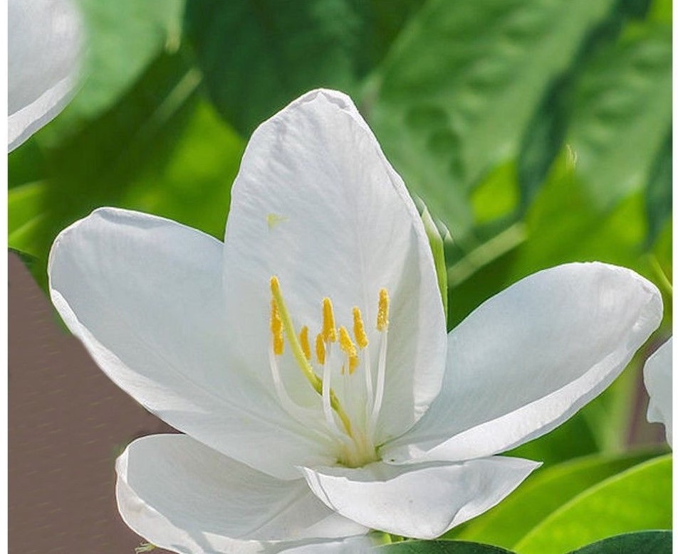 5 Seeds Bauhinia racemosa Dwarf Bidi Tree Ornamental Overstock