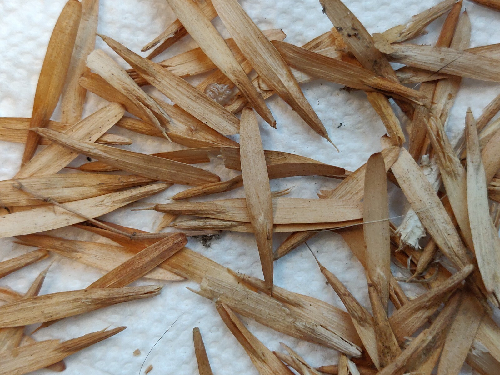 100 ASH TREE SEEDS FOR SHADE-SEMILLAS DE ARBOL DE FRESNO PARA SOMBRA Y MADERA