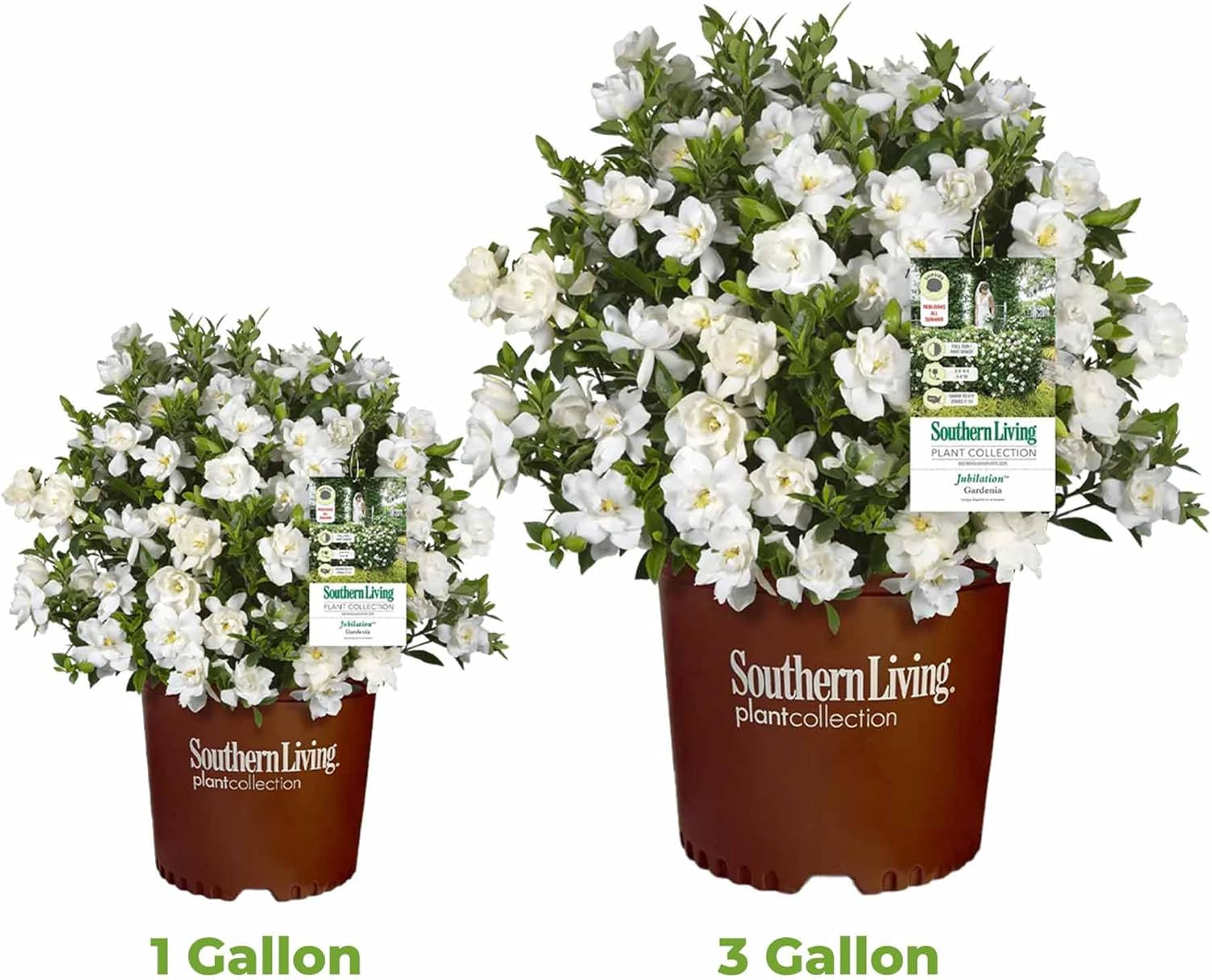 Jubilation Gardenia by Southern Living in 1 Gal. Grower’S Pot | Fragrant, Compac