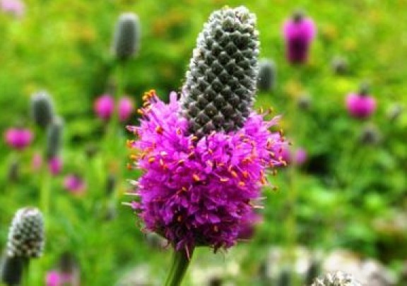 PURPLE PRAIRIE CLOVER 100 FRESH SEEDS FREE SHIPPING