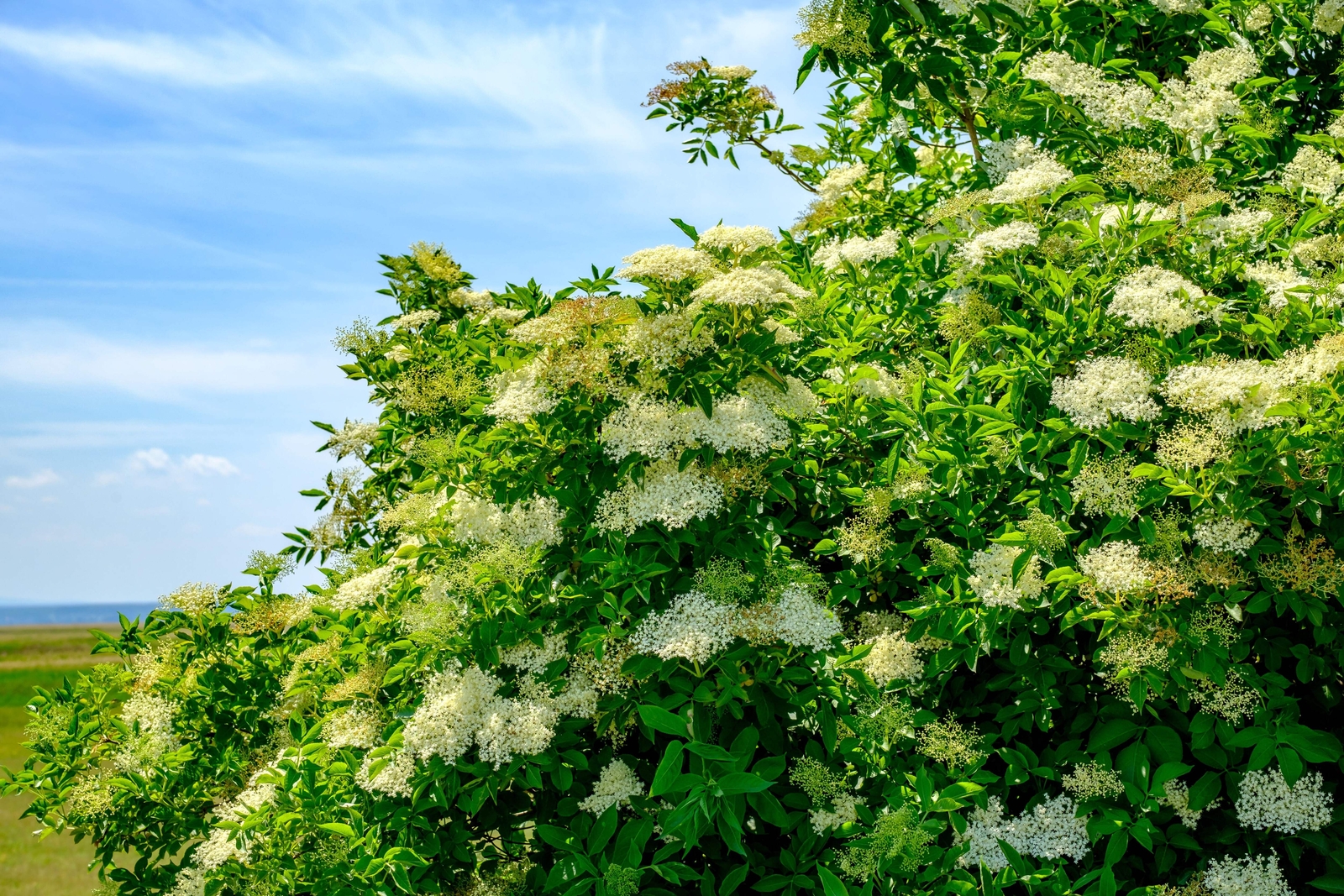 100 RED ELDERBERRY Sambucus Racemosa Mountain Elder Tree Shrub Fruit Berry Seeds