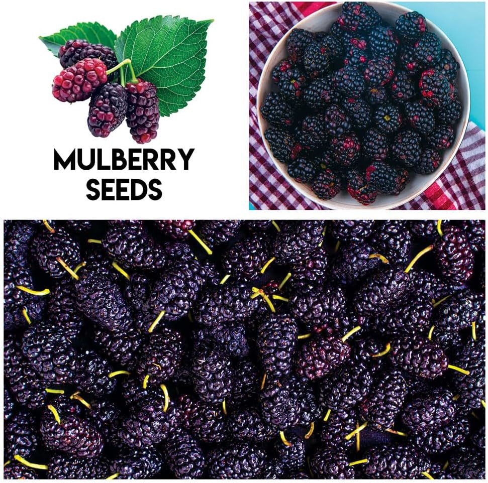 Fruit Garden Seeds Kit – Elderberry, Blueberry, Raspberry, Strawberry, Mulberry
