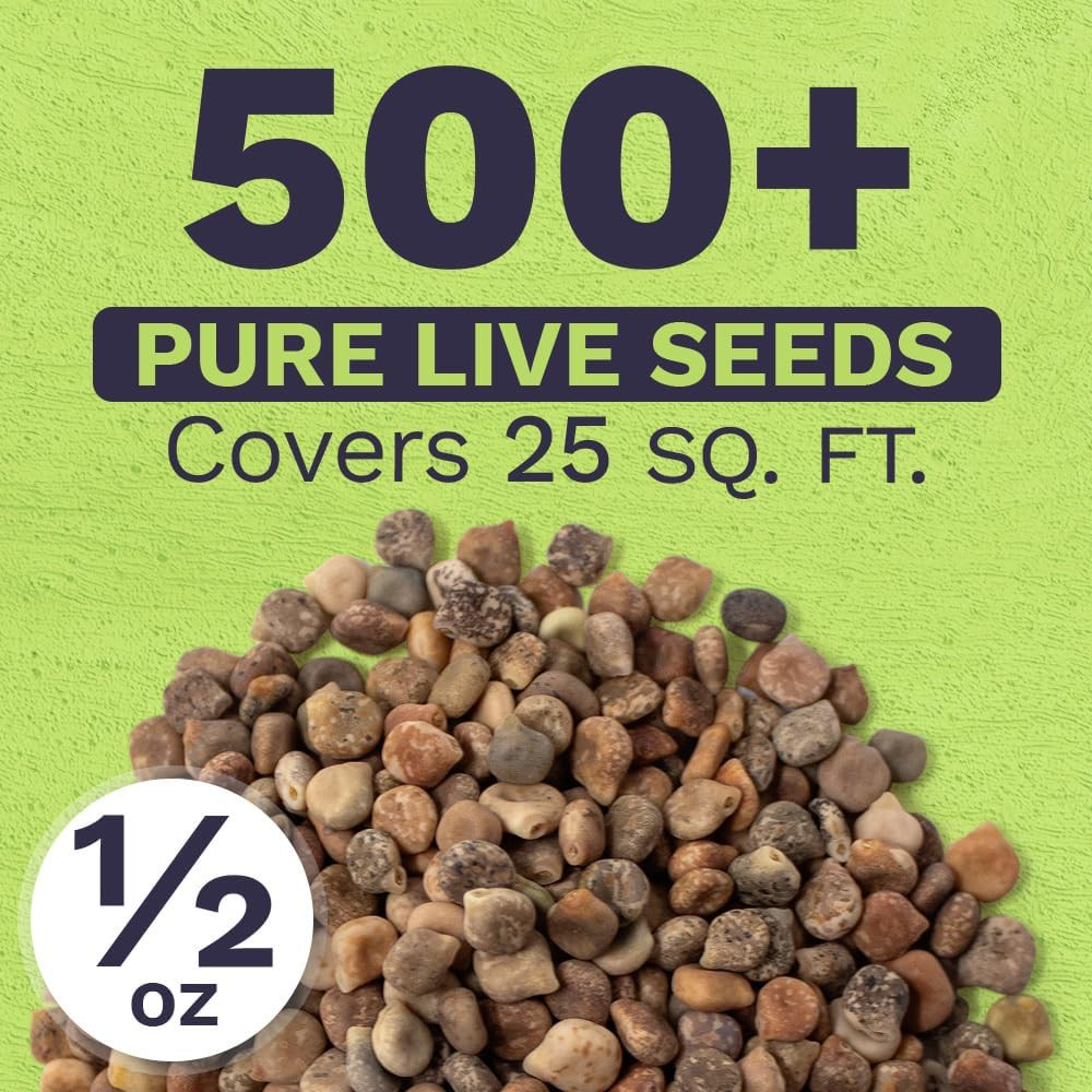 Texas Bluebonnet Wildflower – Bulk 1/2 Ounce Packet – over 500 Native – Texas