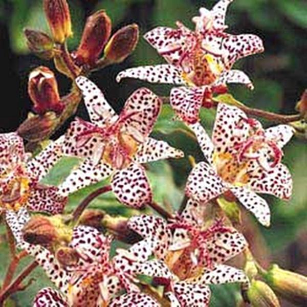 Tricyrtis Toad Lily Hirta x Miyazaki Seeds