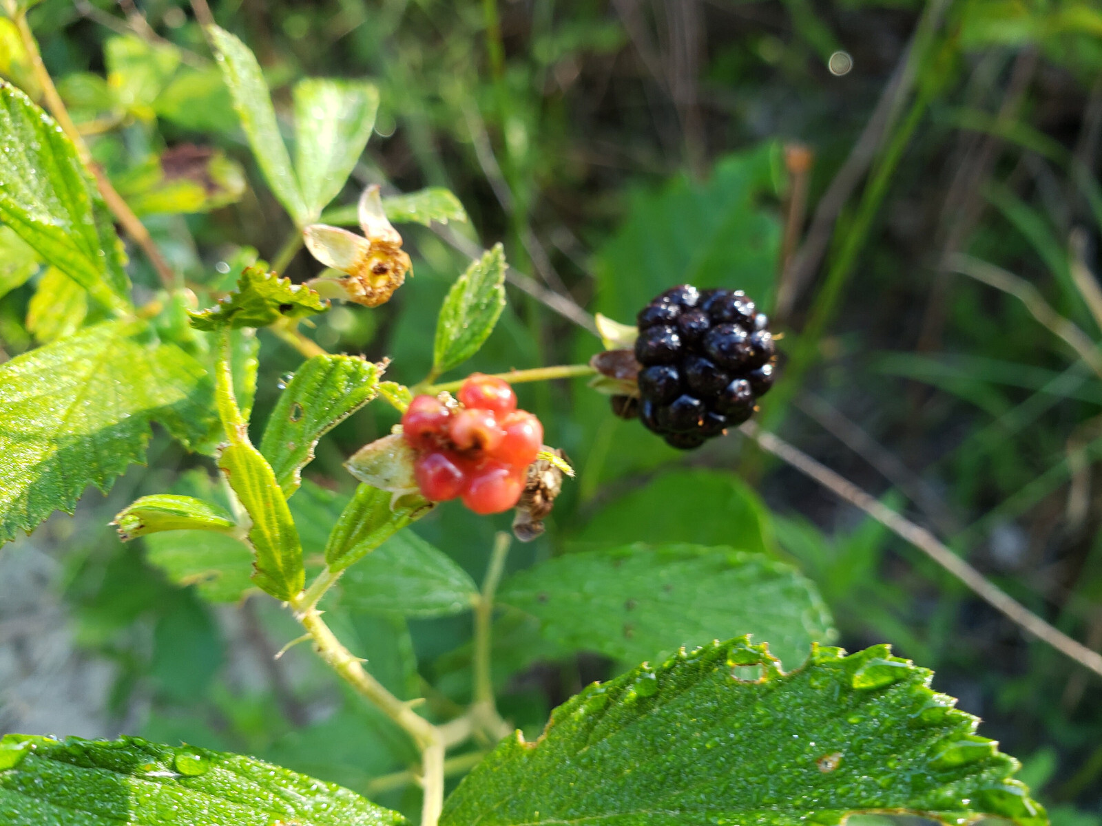 100+ Sand Blackberry Seeds | Rubus cuneifolius | Florida Native Berry | Wildlife