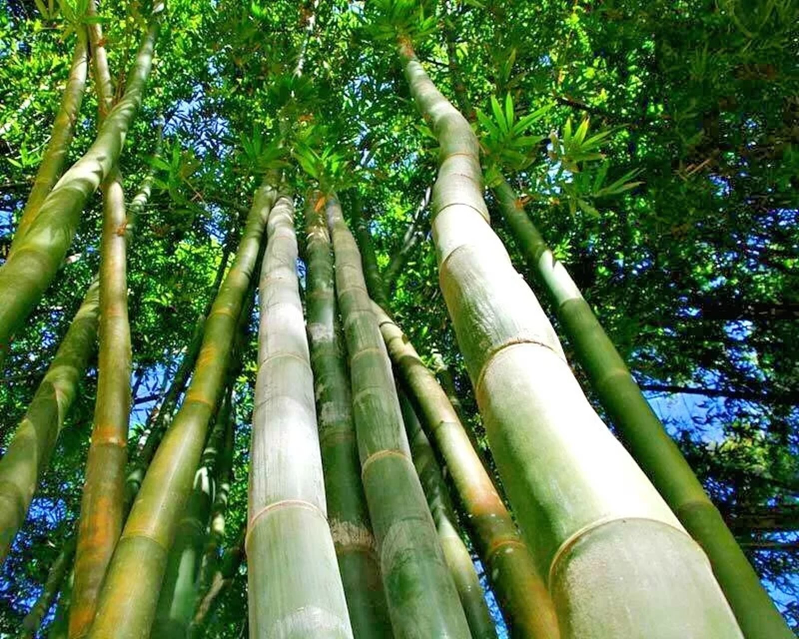 100 Oldha,s Giant Timbe Bamboo Seeds Perennial Seed Ornamental Privacy US SELLER