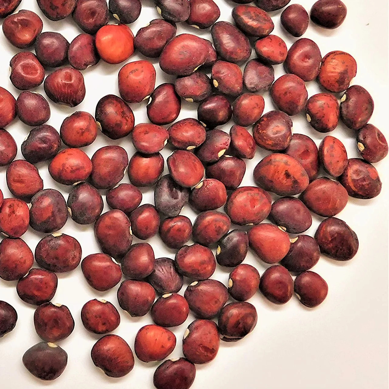 Dixie Speckled Butterpea Lima Bean Seeds | Baby Limas Red Butter Beans Seed 2024