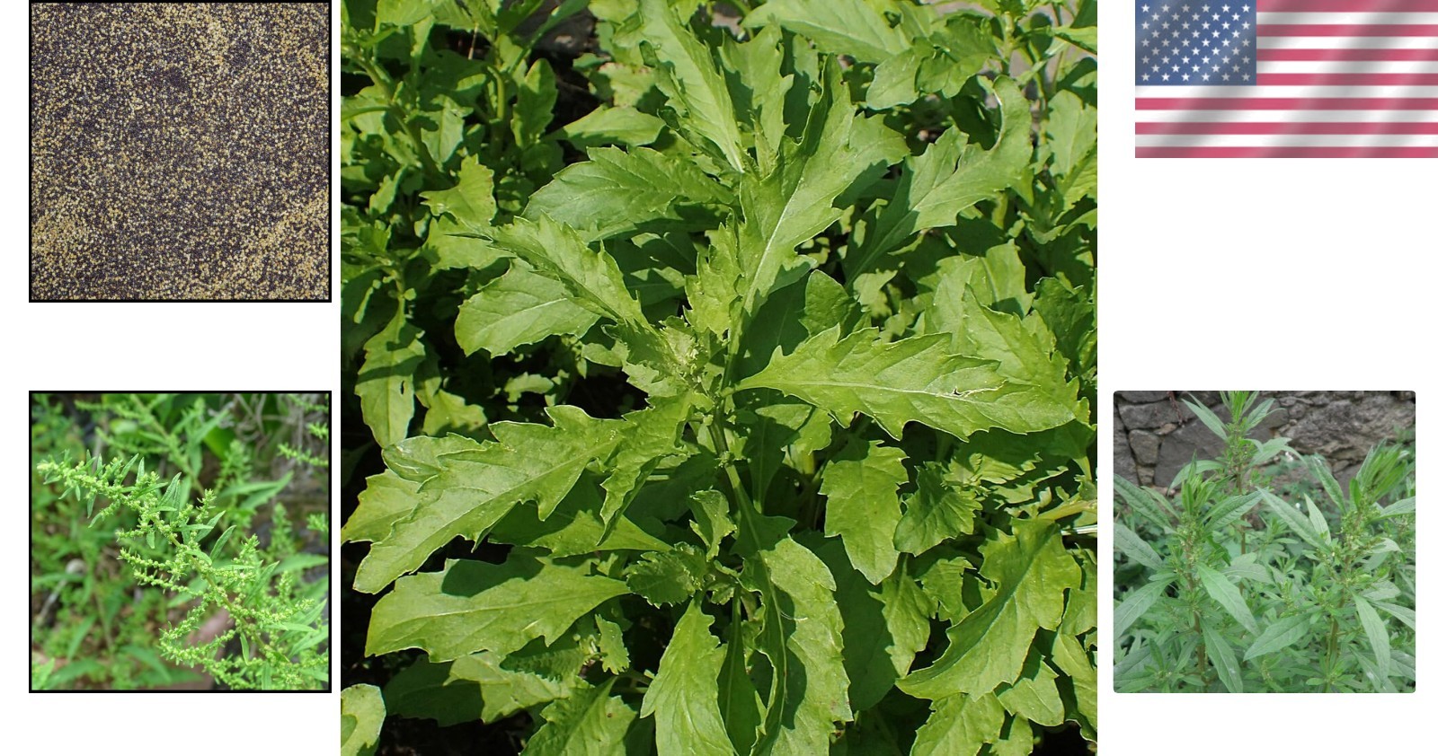 Culinary Herb Seeds: 100 Count Epazote Dysphania Ambrosioides for Unique Flavor