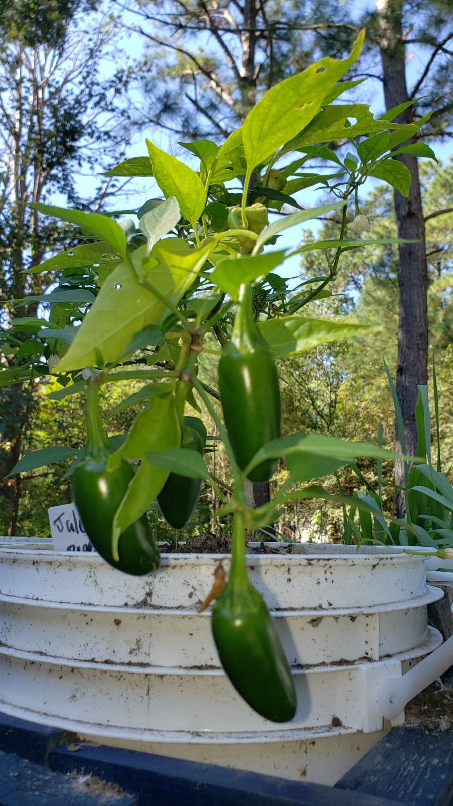 10+ Heirloom, Open Pollinated, Non GMO Garden Seeds Straight From My Garden
