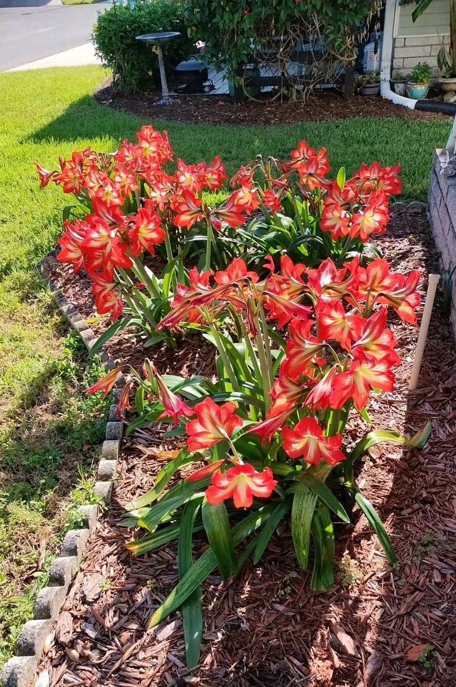 15 Organic 2026 New SEEDS: Very Beautiful Giant Amaryllis Hippeastrum Flowers