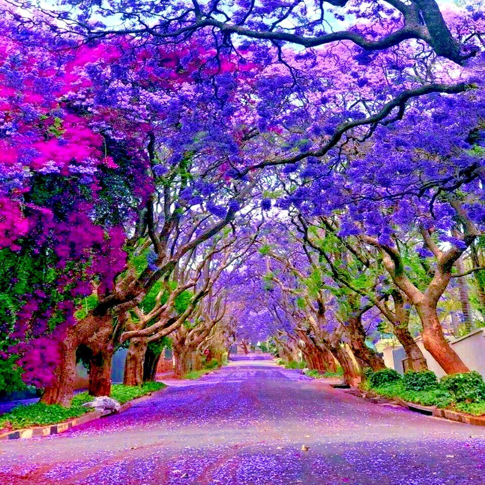 Jacaranda Fern Tree Seeds (Mimosifolia acutifolia) Tropical Blue Flowers Plant