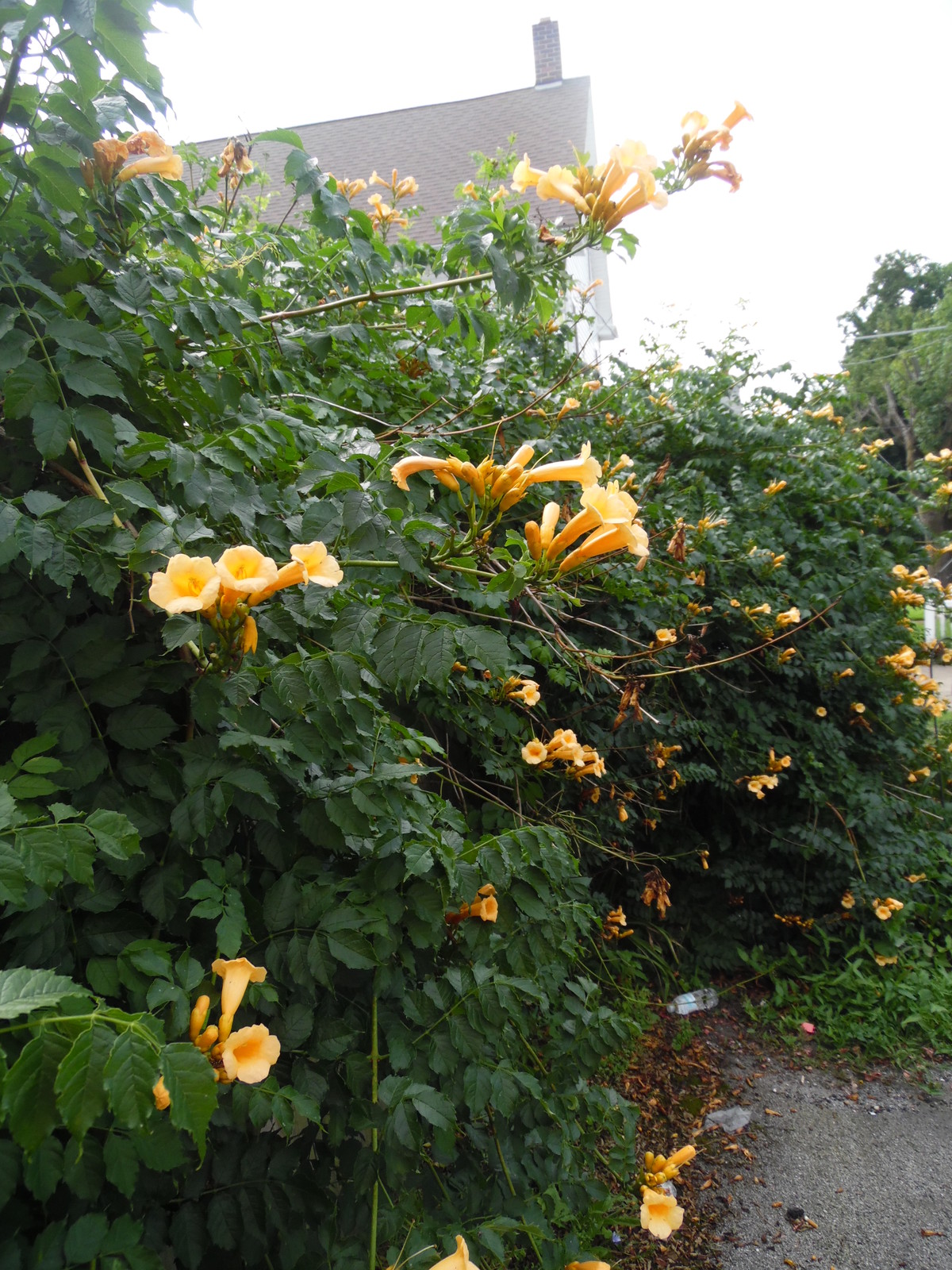YELLOW Hummingbird Trumpet Vine Seeds! HARDY! Hummingbirds Love It!