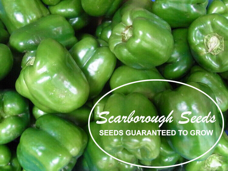 SCARBOROUGH SEEDS GREEN BELL PEPPER CAL WONDER 50 SEEDS NON-GMO – FREE SHIPPING