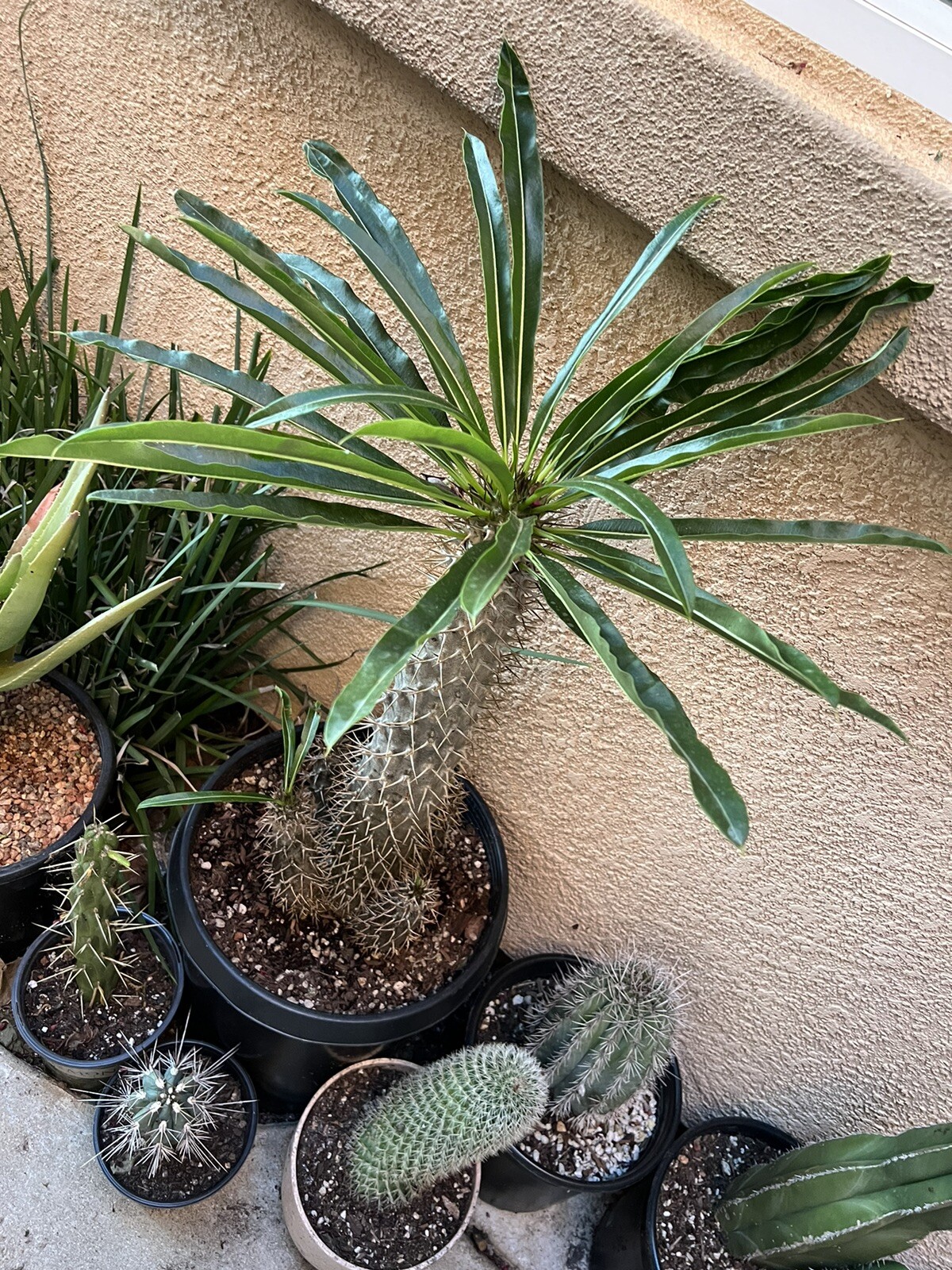 RARE MADAGASCAR PALM TREE Succulent Cacti Cactus Plant 5 Stems