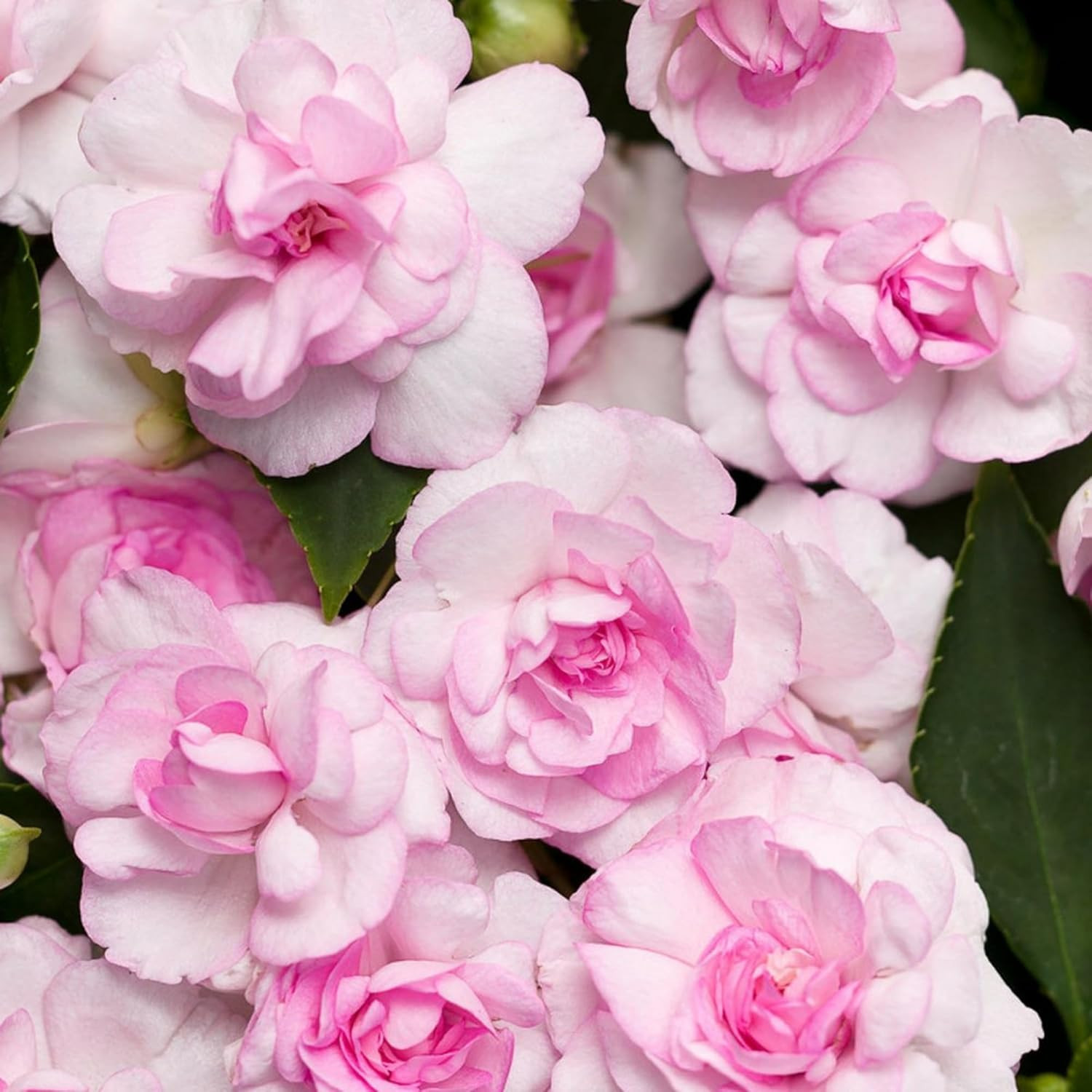 350+ Double Impatiens Seeds for Planting Perennial Annual Mixed Camellia
