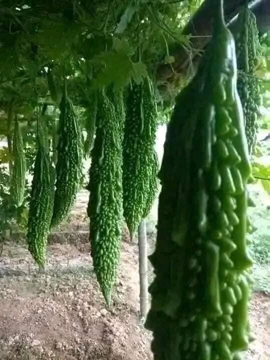 30+ Indian Long Bitter melon F1 Gourd seeds Hybird Ku Gua Khổ Qua lai Trơn Dài