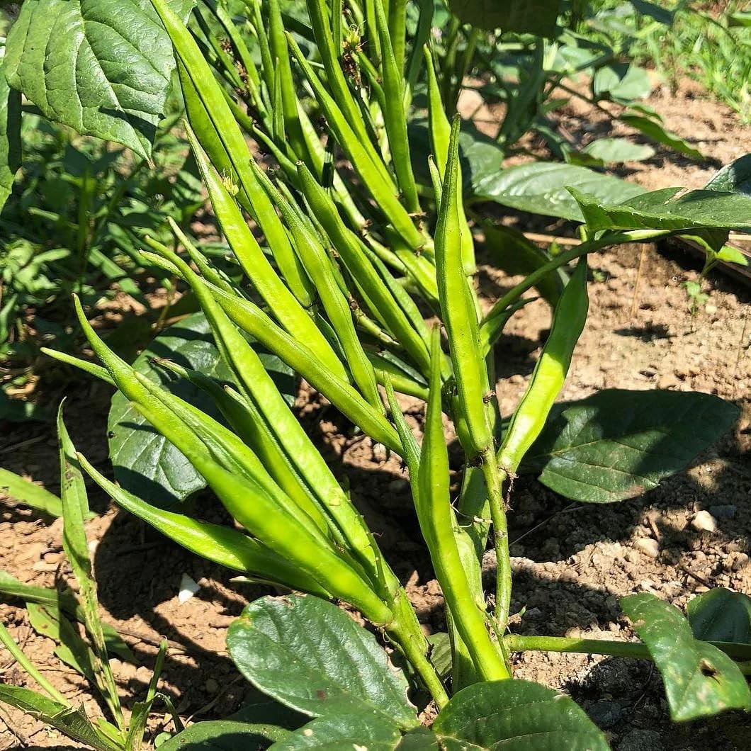 100+ Pcs Indian Cluster Bean Seeds, Non-GMO Vegetable Seeds for Planting, High