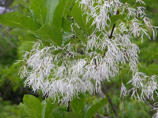 White Fringe Tree, Chionanthus virginicus, Seeds (Showy, Fall Color)