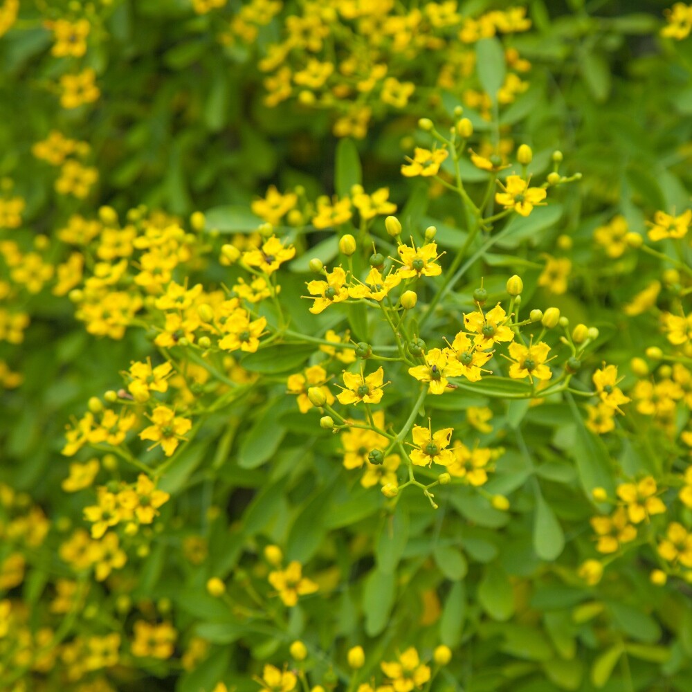 Rue Seeds 150+ Common Herb REPELLENT HEIRLOOM NON-GMO USA SELLER FREE SHIPPING
