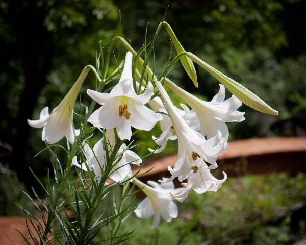 Lilium formosanum | Formosan Lily | Taiwanese Mountain Lily | 10 Seeds