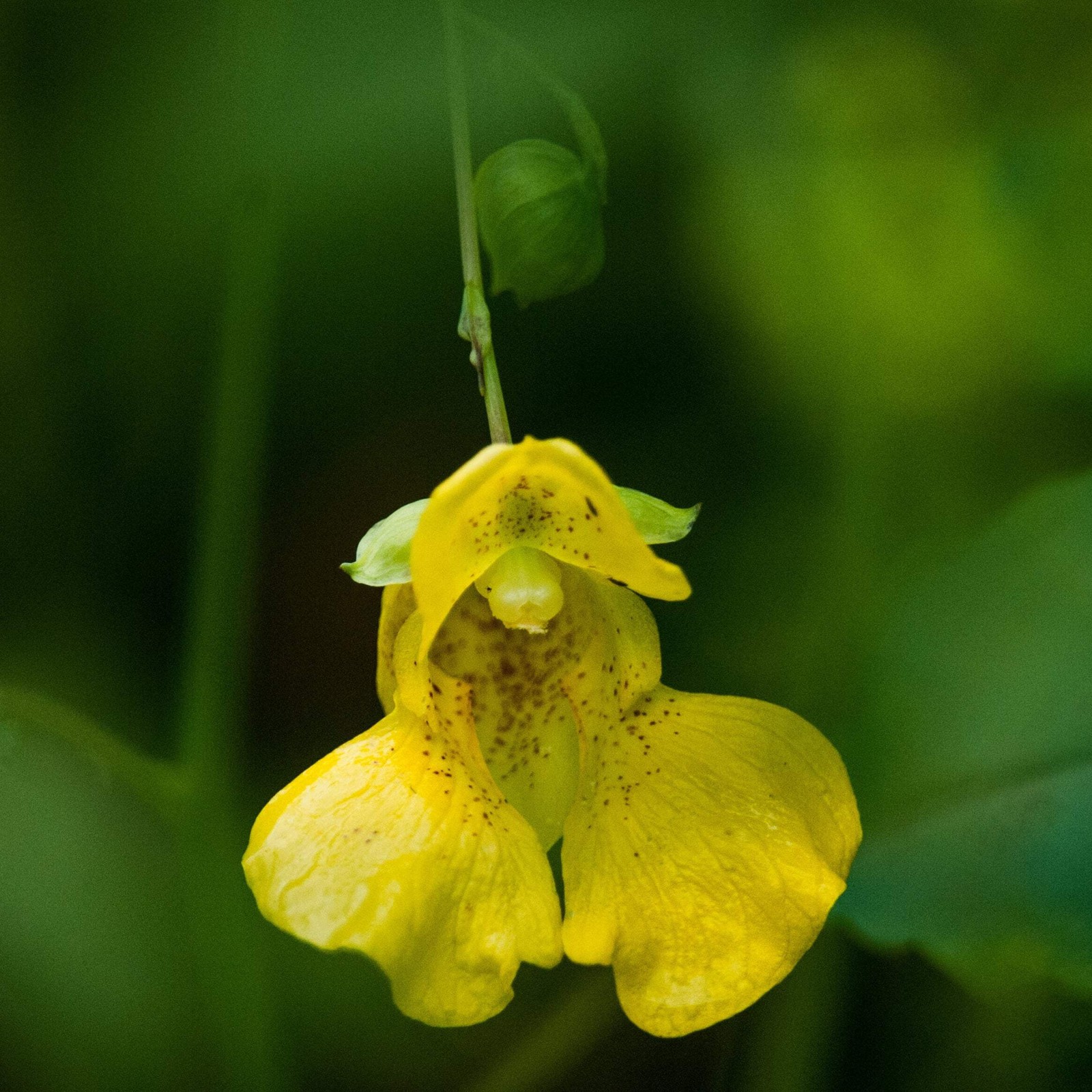 Yellow Jewelweed Seeds (Impatiens pallida) ~Native Wildflower Pollinator Garden