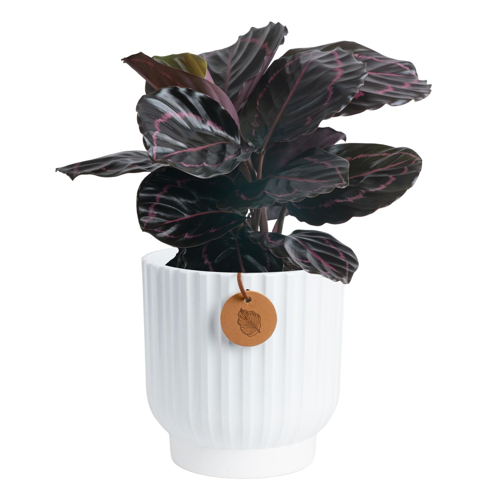 Calathea Dottie Live Plant in Self Watering Pot, Indoor Houseplant, Perfect f…