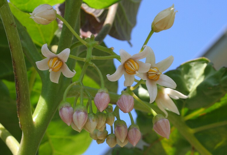 Red Tamarillo Seeds ~Solanum betaceum~ Easy to Grow ~Cyphomandra~ Tree Tomato
