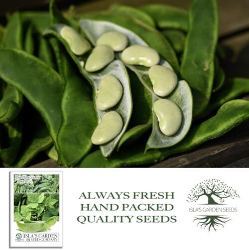 Baby Fordhook Lima Bean Seeds (Bush Lima, Phaseolus lunatus) – 25 Non GMO