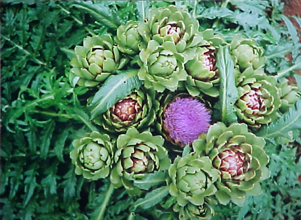 Globe Artichoke, Cynara scolymus, Seeds