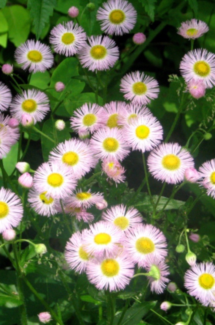 12 Philadelphia (delicate Pink) Fleabane Bare Root NATIVE/ORGANIC Host