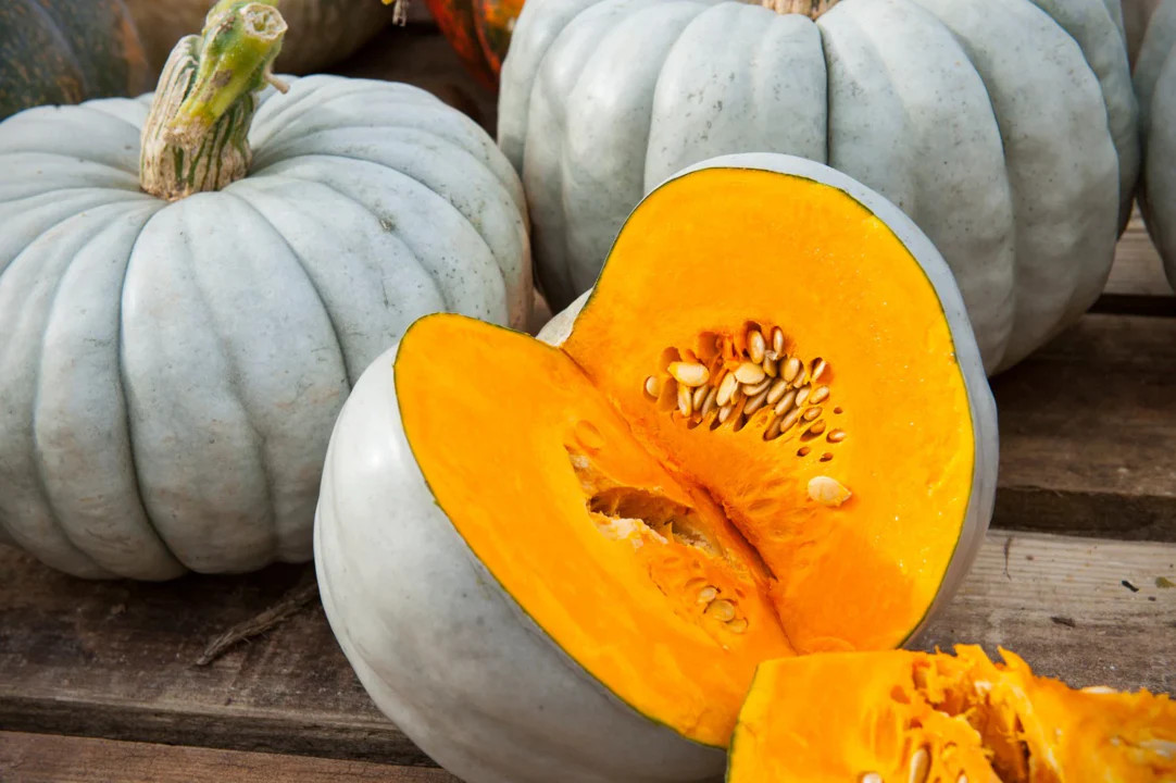Jarrahdale Blue Pumpkin Seeds | Jarradale Queensland Cinderella Doll 2023 NEW