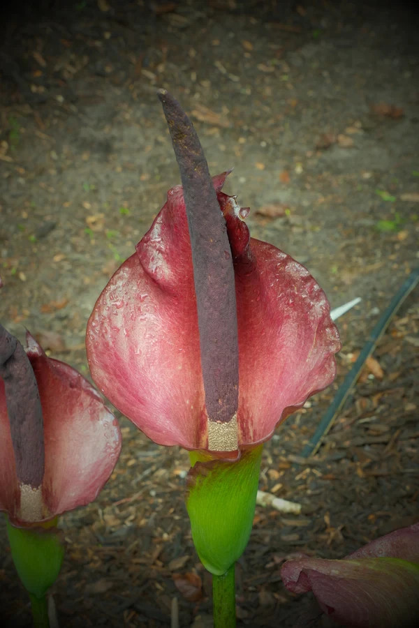 Amorphophallus x konbus ‘Green’ Voodoo Lily Corpse Flower Arum Bulbs Tubers Corm