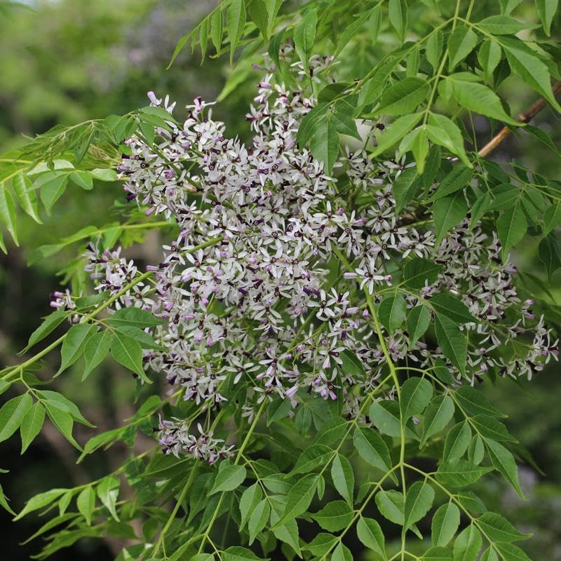 Melia Azedarach (China Berry, Bead Tree) Tree Seeds, Attractive Foliage, Fragran