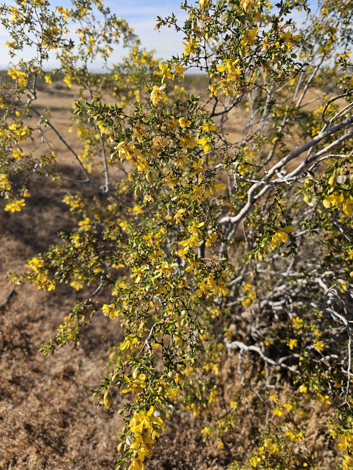 100 Creosote Bush Seeds (Larrea tridentata) [Cold Hardy 5-10F] – CA Native