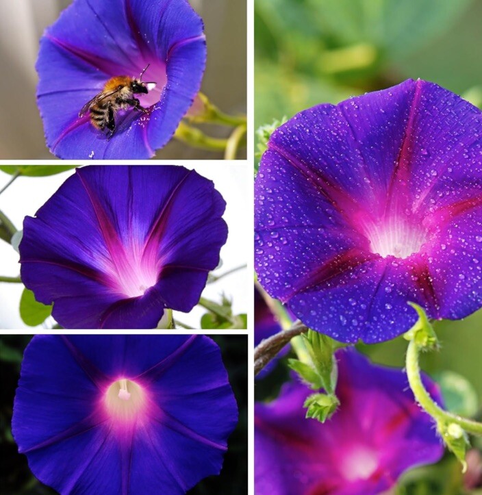 50 Royal Purple Morning Glory Seeds | Non-GMO | Free Shipping | Kay’s Seeds