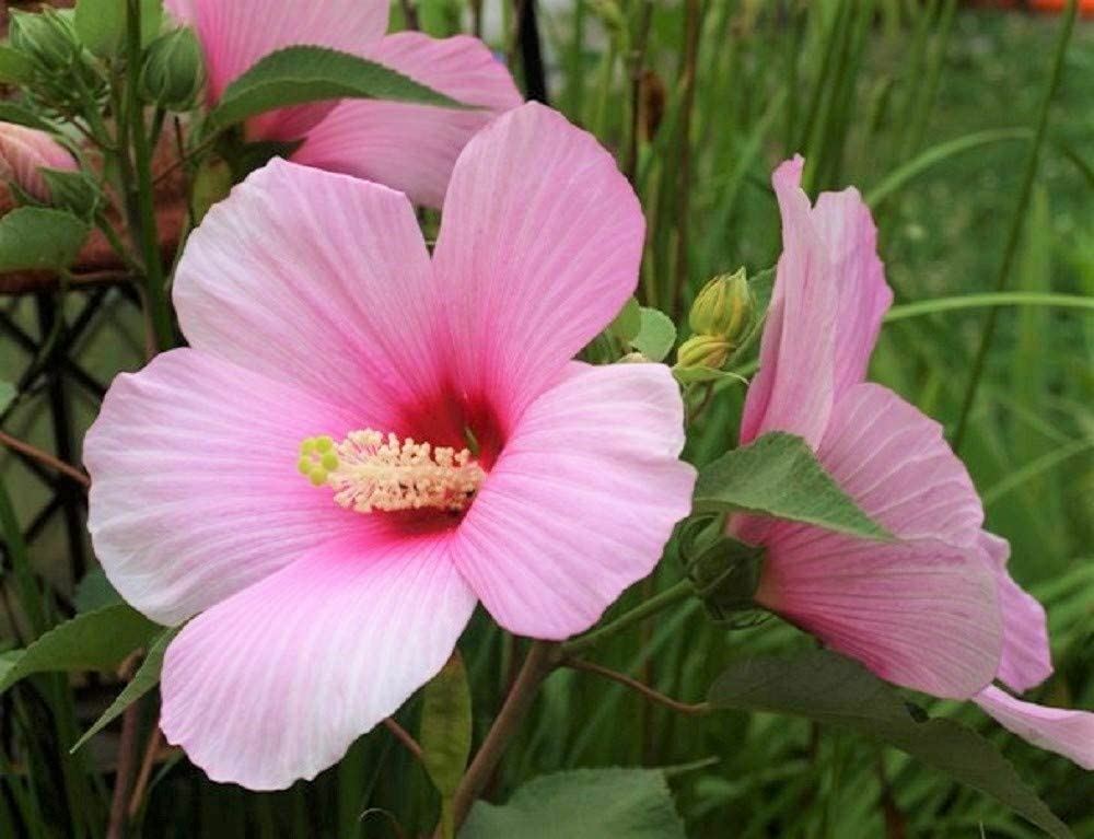 Rose Mallow Flower Seeds, Also know as Tree Mallow “COOL BEANS N SPROUTS” Brand