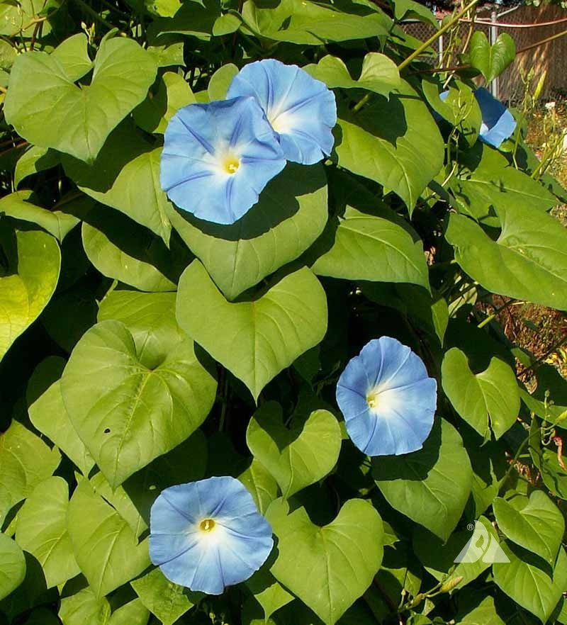 Morning Glory ‘Heavenly Blue’ (Ipomoea tricolor) Free Shipping!