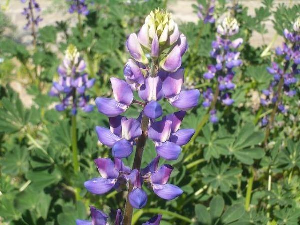 Lupinus succulentus | Arroyo or Succulent Lupine | 25 Seeds
