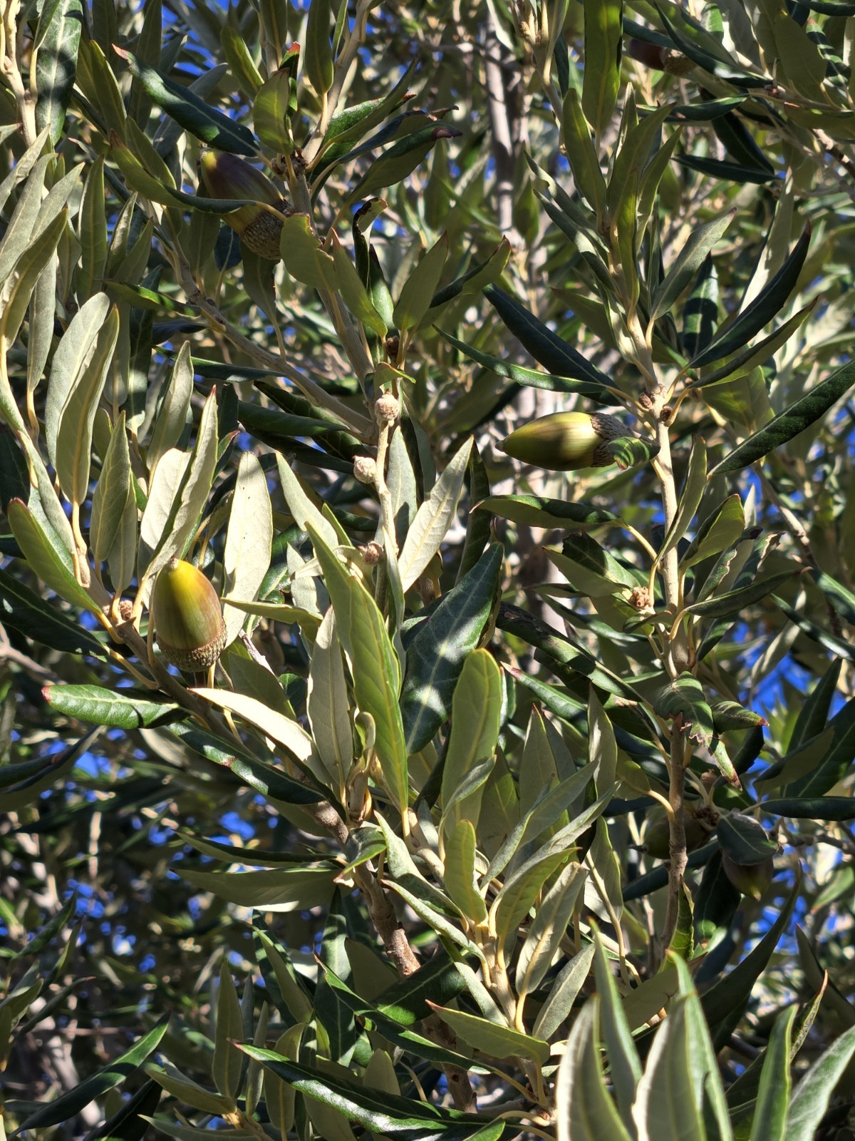 25 – SILVERLEAF SILVER LEAF OAK TREE, DECEMBER 2025 FRESH ACORNS
