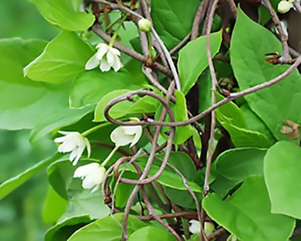 Chinese Magnolia, Schisandra chinensis, Vine Seeds