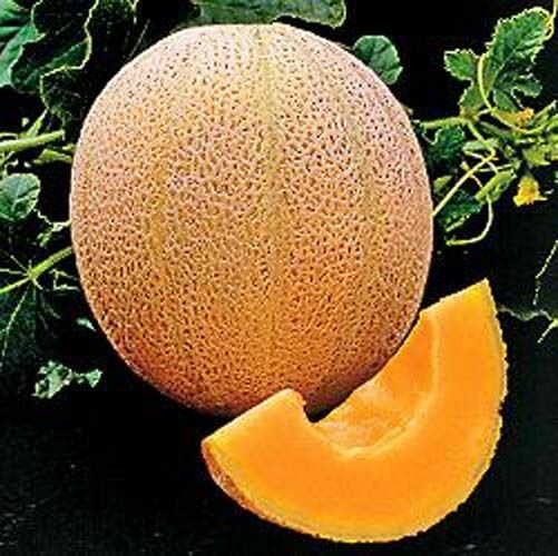 Cantaloupe Hales Best Jumbo Melon Heirloom Vegetable By Seed Kingdom 3,000 Seeds
