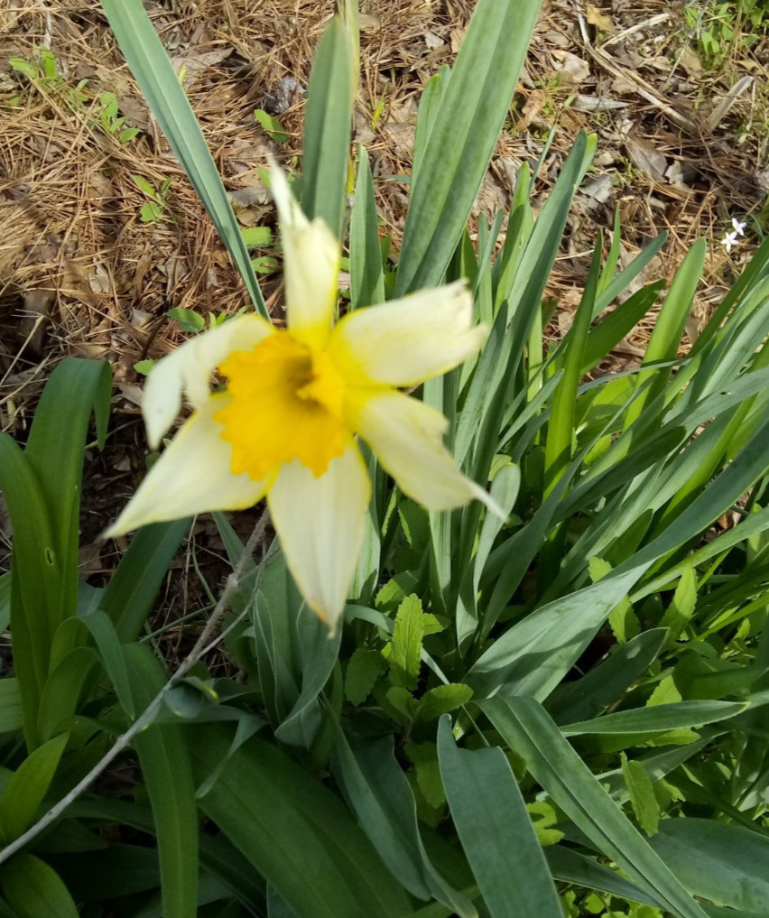 Daffodil (Narcissus pseudonarcissus) Flower Bulbs- Mixed Varieties- 15 Bulbs