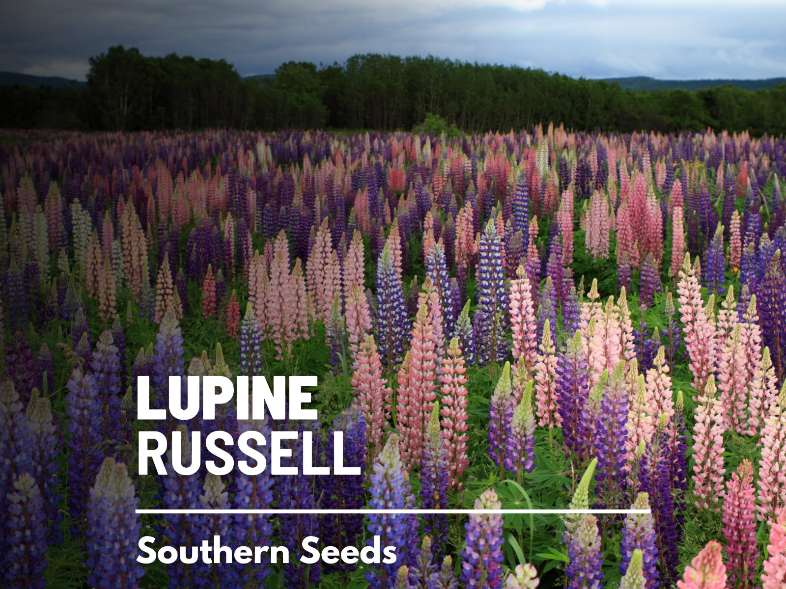 Lupine, Russell – 50 Seeds – Pollinator & Hummingbird Friendly – Sow in Fall or