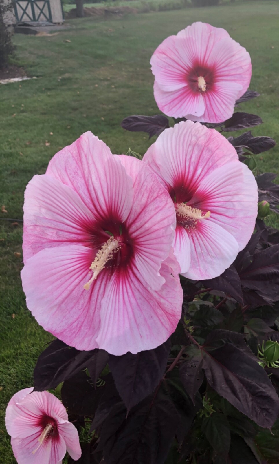 20 LARGE FLOWER “STARRY NIGHT” ROSE MALLOW HIBISCUS SEEDS (ZONE 4-9)