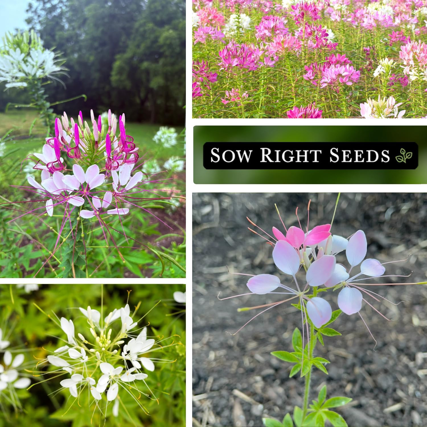 Sow Right Seeds – Colour Fountain Cleome Seeds for Planting Outdoors – Spider Fl