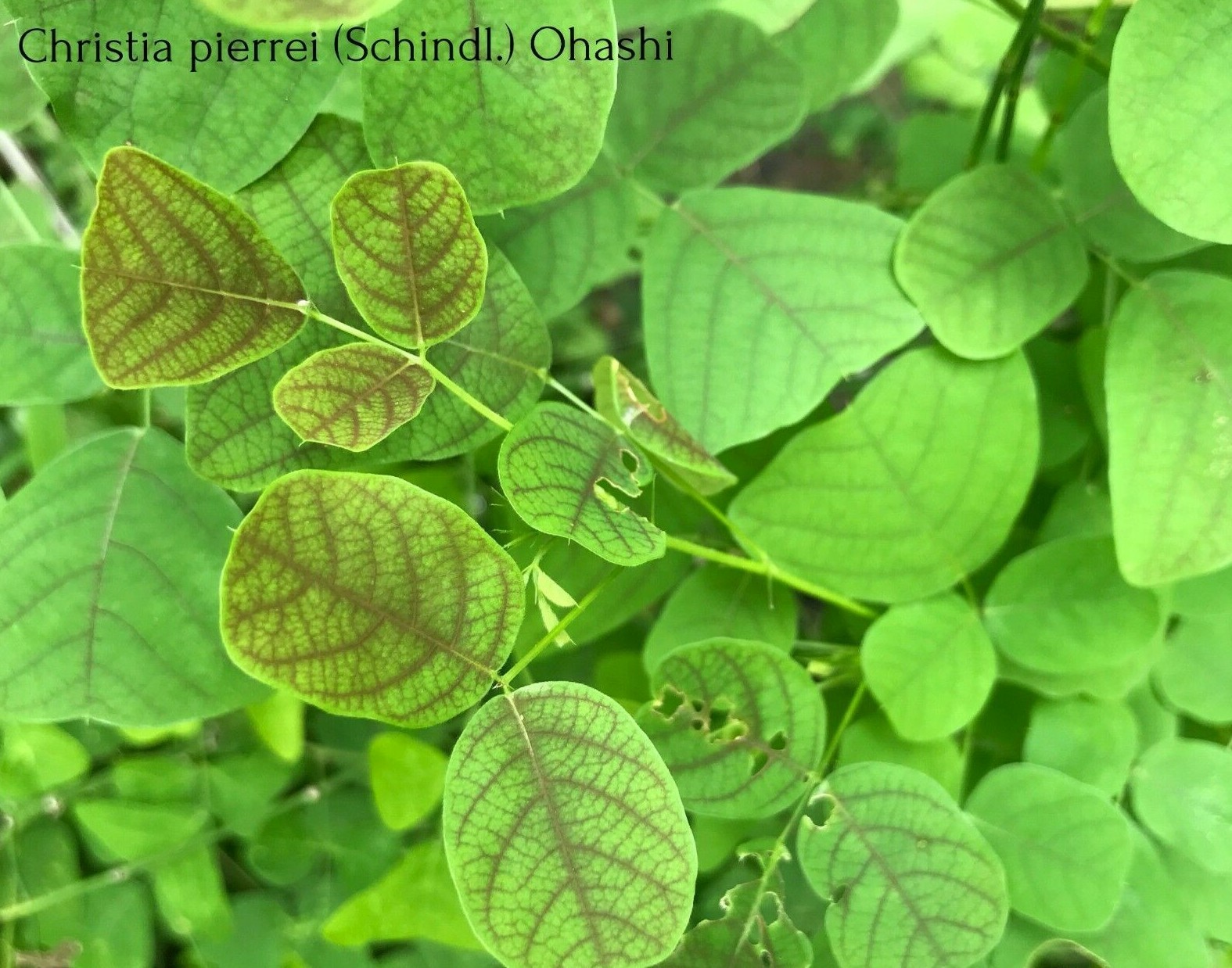 Organic Christia pierrei (Schindl.) Ohashi Butterfly Wing Plant like Obcordata