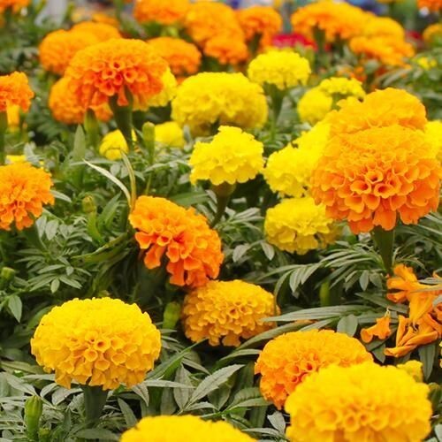 200 MIXED ORANGE AND YELLOW CRACKERJACK MARIGOLD SEEDS ORGANIC NON GMO BIG BLOOM