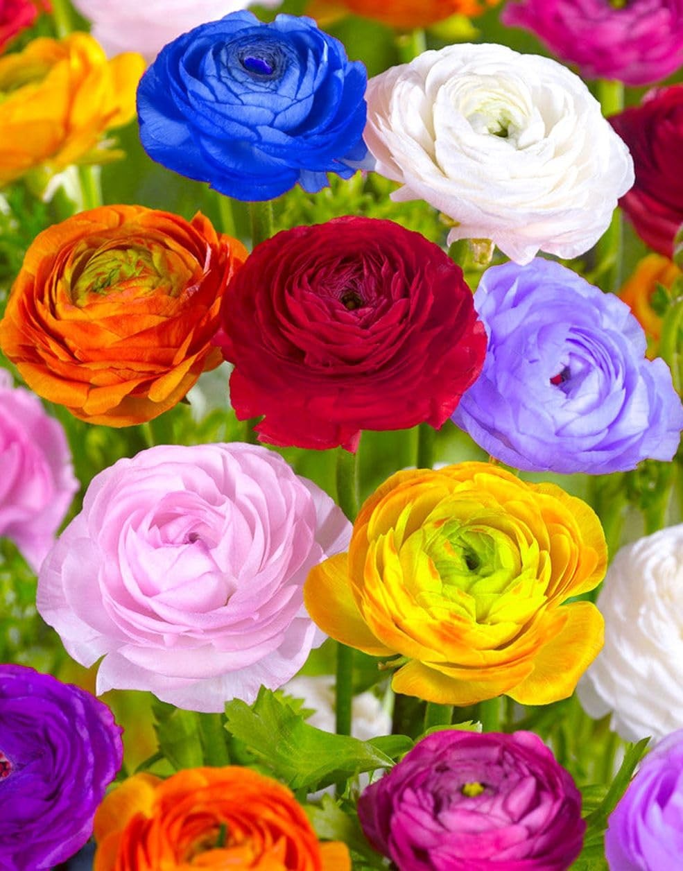 Mixed Peony Ranunculus Bulbs- Persian Buttercup -10 Corms Bulbs Flowering Blo…